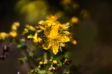 Small yellow flower bokeh photography