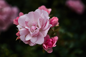 Pink rose with four buds