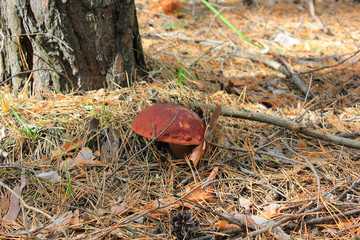 single white mushroom pine forest close up