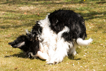 Fototapeta premium Schapendoes Puppy playing with his cuddly toy