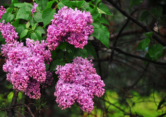 Large lilac flower bushes in spring after rain on green background