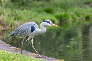 Close view of Great blue heron