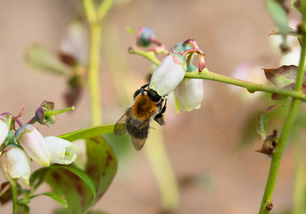 Biene bee wildbiene Heidelbeere Blaubeere blue berry bestäubung pollen blüte frühling spring...