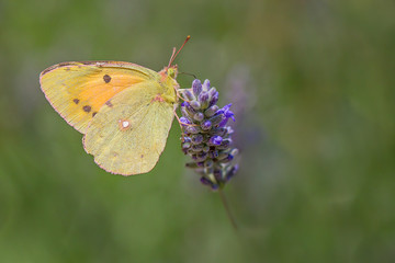 Gonepteryx rhamni