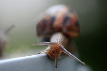 The spring run of the snail. Using red cork as backdrop