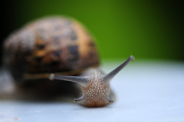 The spring run of the snail. Using red cork as backdrop