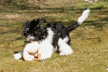 Schapendoes Puppy playing with his cuddly toy