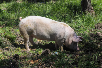 pig on the farm