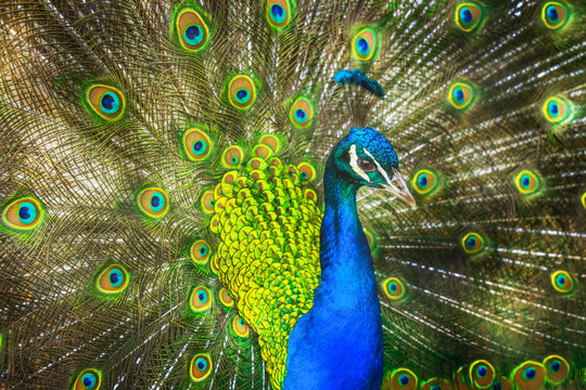 pfau schl&auml;gt rad