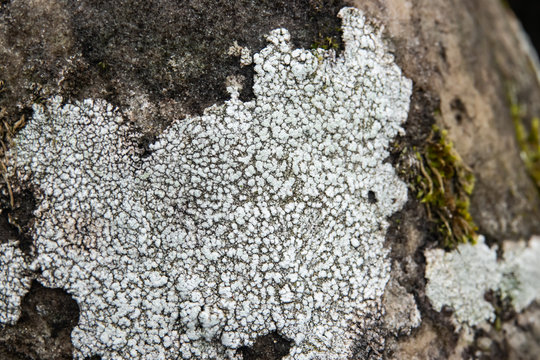 Bitter Wart Lichen in Winter