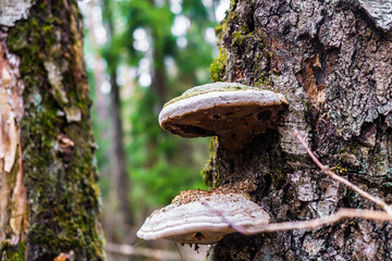 An old stump, infected by fungal plant pathogen - Polypore fungus. This species infects trees through broken bark, causing rot and continues to live on trees long after they have died, as a decomposer