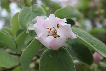 pink flower