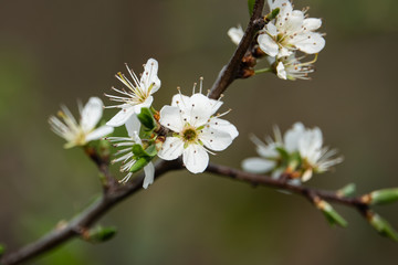 Obraz na płótnie Canvas Blackthorn Flowers in Bloom in Springtime