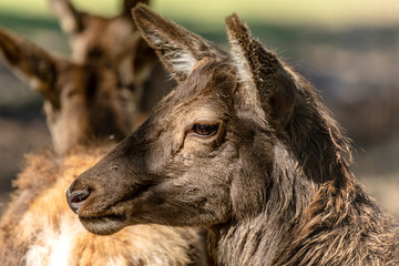 Fototapeta premium Eine ganz hübsche Hirschdame