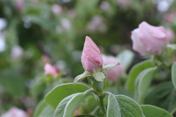  pink flower in the garden in spring.