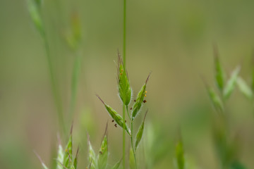 Wild Brome Inflorescence in Springtime