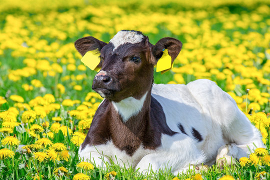 Portrait of newborn calf lying in pasture with dandelions