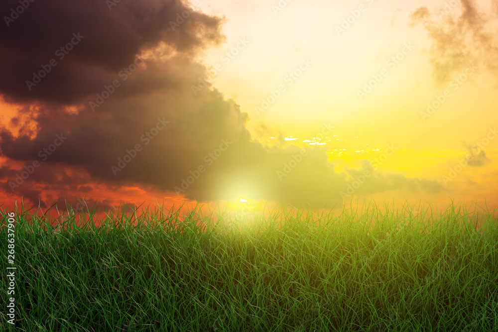 Canvas Prints Border of Green Grass and Tufts in Spring with Sunshine Sky