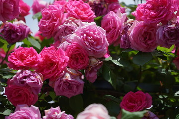 5月の横浜のバラの花
