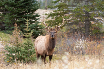 Naklejka na ściany i meble Bull Elk at Jasper National Park Alberta Canada