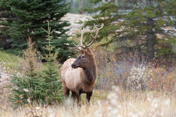 Bull Elk at Jasper National Park Alberta Canada