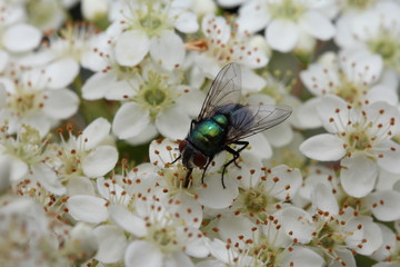 La mouche verte au printemps