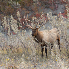 Bull Elk at Jasper National Park Alberta Canada