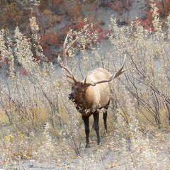 Bull Elk at Jasper National Park Alberta Canada