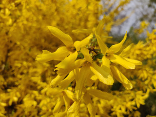 Blooming forsythia