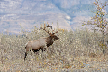 Bull Elk at Jasper National Park Alberta Canada
