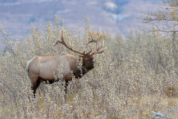 Bull Elk at Jasper National Park Alberta Canada