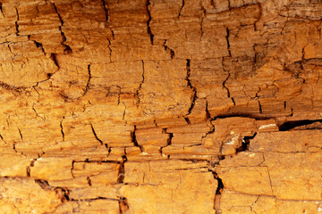 Texture of old wood
