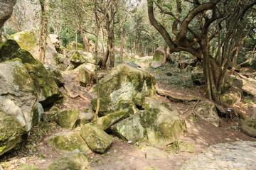 Park garden of stones.
