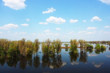 Obraz premium Blue sky with heap clouds reflecting in the flooded river overgrown by the lush inundated forest in May