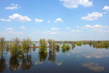 Blue sky with heap clouds reflecting in the flooded river overgrown by the lush inundated forest in May