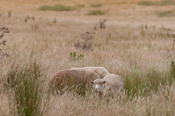 Naklejka na ściany i meble Three sheep with thick fleece grazing on a paddock
