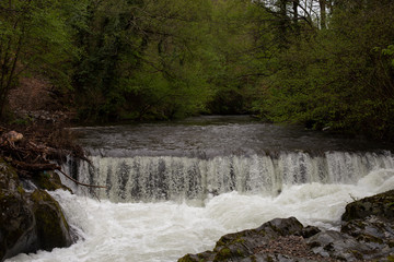 Obraz premium Beautiful river in forest nature