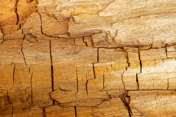 Old wood background 