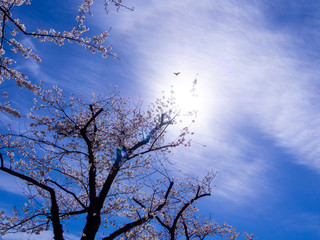 Bouquet of Sakura Flowers Blooming