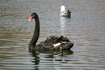 Black Swan in the pond