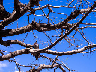 Single Pigeon Standing on The Tree