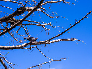 Single Pigeon Standing on The Tree