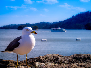 Seagull Standing Calmly on a Rock