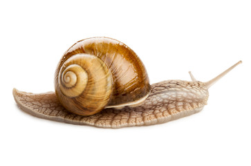 Garden snail isolated on white.