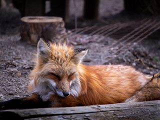 Fox Curled up at The Zoo