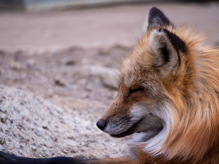Fox Curled up at The Zoo