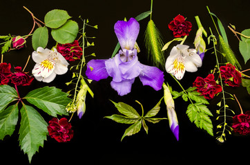 Purple iris with buds, Alstroemeria, small roses, wild grape leaves with various field herbs on black background