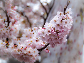 Bouquet of Sakura Flowers Blooming
