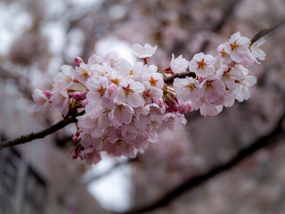 Bouquet of Sakura Flowers Blooming