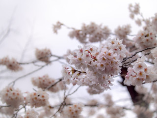 Bouquet of Sakura Flowers Blooming